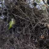Ed � anche amata dagli animali. Alzando la testa vediamo ad esempio sbucare, tra i rami dei pini, un curioso parrocchetto monaco verde e giallo...